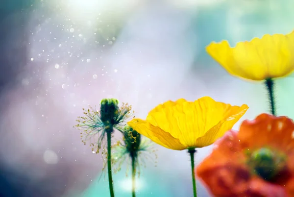 Poppies på fältet-hågkomst dag bakgrund. — Stockfoto