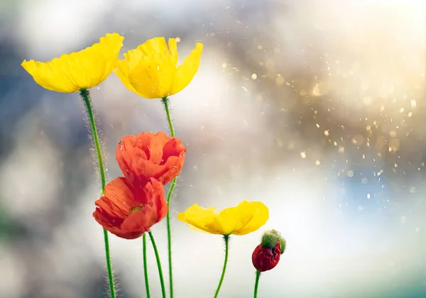 Amapolas en el campo - Fondo del Día del Recuerdo . — Foto de Stock