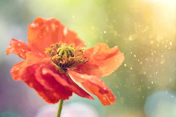 Amapolas en el campo - Fondo del Día del Recuerdo . — Foto de Stock