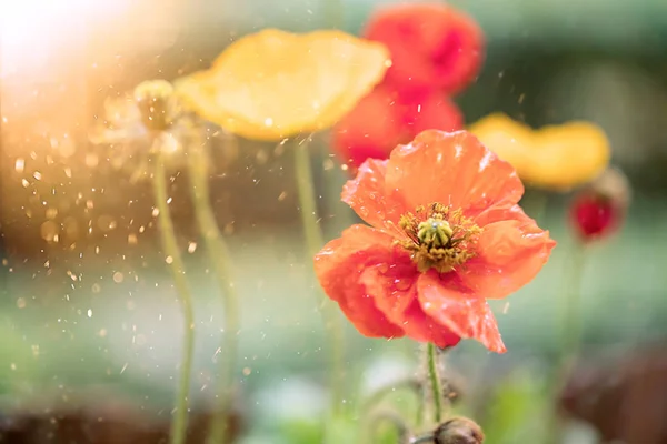 Amapolas en el campo - Fondo del Día del Recuerdo . — Foto de Stock