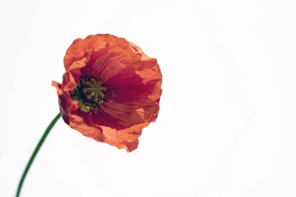 Poppy bloemen op wit. — Stockfoto