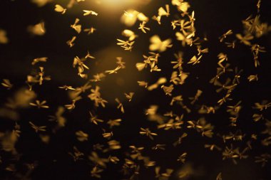 Uçan güvelerin soyut ve büyülü görüntüsü.