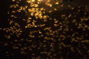 Uçan güvelerin soyut ve büyülü görüntüsü.