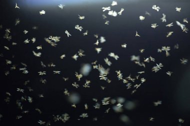 Uçan güvelerin soyut ve büyülü görüntüsü.