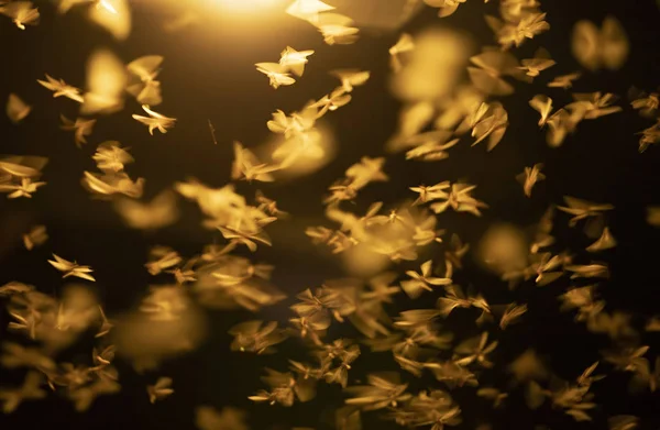 空を飛ぶ蛾の抽象的で魔法のイメージ. — ストック写真