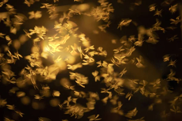 Abstract and magical image of flying moths. — Stock Photo, Image