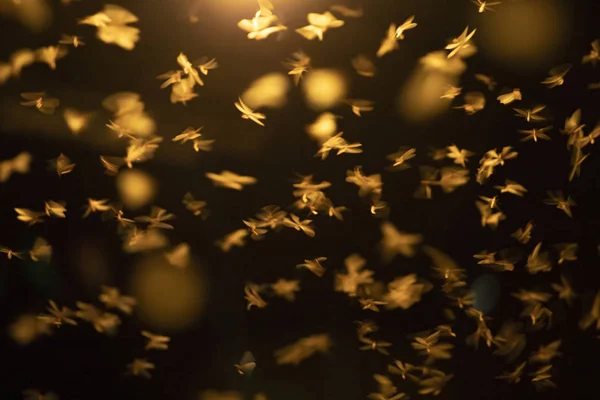 Abstract and magical image of flying moths. — Stock Photo, Image