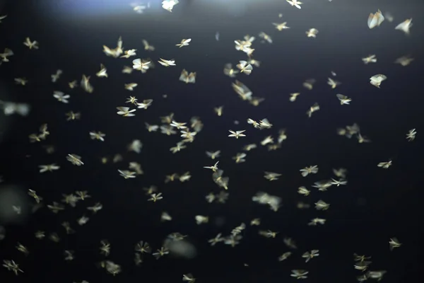Abstraktes und magisches Bild fliegender Motten. — Stockfoto