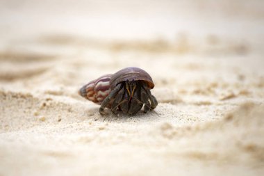 Hermit yengeci (Pagurus bernhardus) kabuğuyla yürüyor