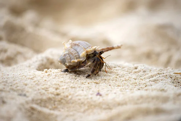 Hermit crab (Pagurus bernhardus) walking with his shell — Stock Photo, Image