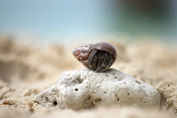 エルミットカニ(パグルス・ベルンハルダス)が殻を持って歩く — ストック写真