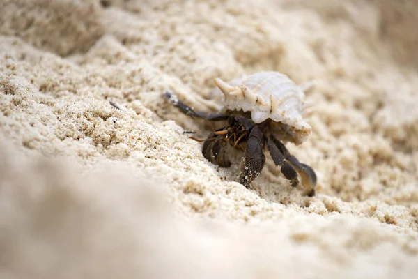 Krab Hermit (pagurus bernhardus) s krunýřem — Stock fotografie