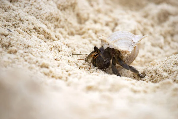 Krab Hermit (pagurus bernhardus) s krunýřem — Stock fotografie