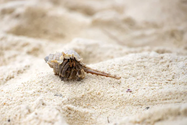 Krab Hermit (pagurus bernhardus) s krunýřem — Stock fotografie