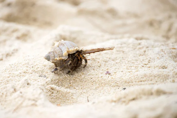 Krab Hermit (pagurus bernhardus) s krunýřem — Stock fotografie