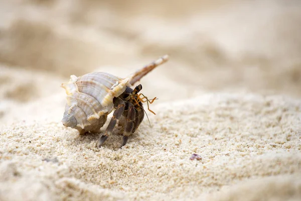 Hermit crab (Pagurus bernhardus) walking with his shell — Stock Photo, Image