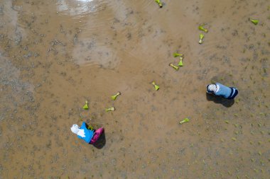 Taylandlı çiftçiler pirinç ekim - havadan görünümü.