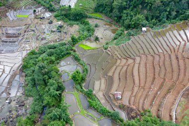 Chiang Mai, Tayland'da teraslı pirinç çeltik tarlası.