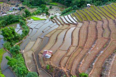 Chiang Mai, Tayland'da teraslı pirinç çeltik tarlası.