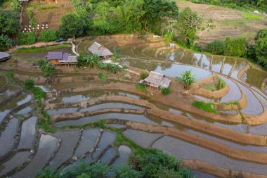 Chiang Mai, Tayland'da teraslı pirinç çeltik tarlası.