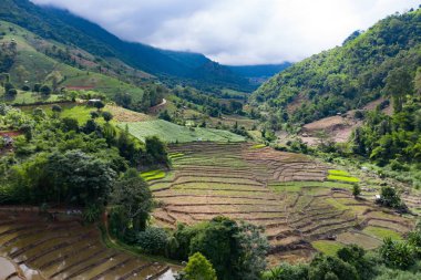 Chiang Mai, Tayland'da teraslı pirinç çeltik tarlası.