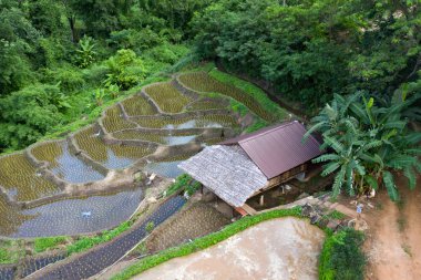 Chiang Mai, Tayland'da teraslı pirinç çeltik tarlası.