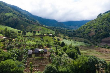 Chiang Mai, Tayland'da teraslı pirinç çeltik tarlası.