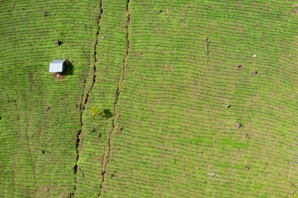 Campo de maíz fresco vista aérea . — Foto de Stock