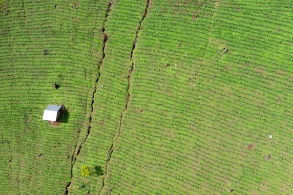 Campo de maíz fresco vista aérea . — Foto de Stock