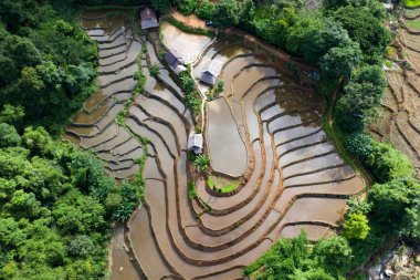 Chiang Mai, Tayland'da teraslı pirinç çeltik tarlası.