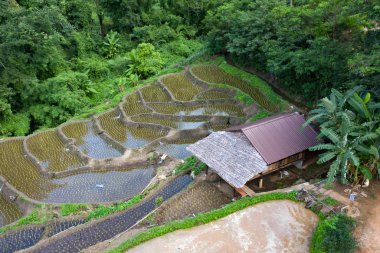 Chiang Mai, Tayland'da teraslı pirinç çeltik tarlası.