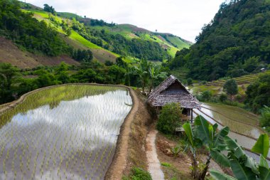 Chiang Mai, Tayland'da teraslı pirinç çeltik tarlası.