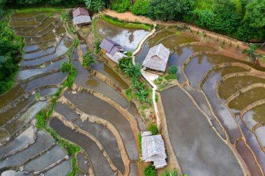 Chiang Mai, Tayland'da teraslı pirinç çeltik tarlası.