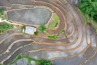 Chiang Mai, Tayland'da teraslı pirinç çeltik tarlası.