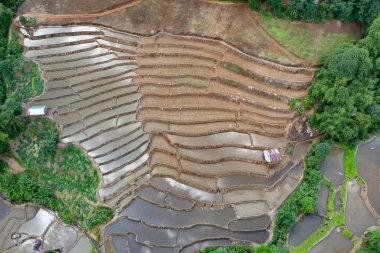 Chiang Mai, Tayland'da teraslı pirinç çeltik tarlası.