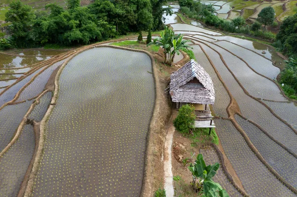 Chiang Mai, Tayland'da teraslı pirinç çeltik tarlası.