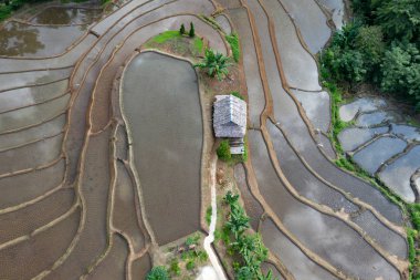 Chiang Mai, Tayland'da teraslı pirinç çeltik tarlası.