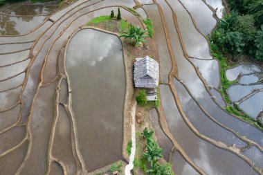 Chiang Mai, Tayland'da teraslı pirinç çeltik tarlası.