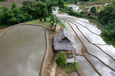 Chiang Mai, Tayland'da teraslı pirinç çeltik tarlası.