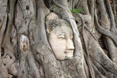 Ağaç Kökleri ayutthaya Buda Başkanı, Budist tapınağı Wat Mahatha