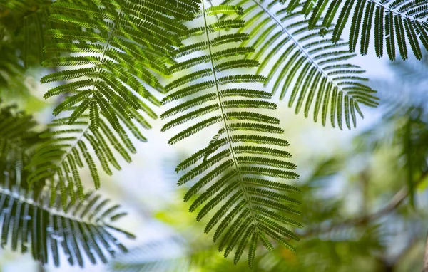 Doku palmiye ağacının yaprakları. — Stok fotoğraf