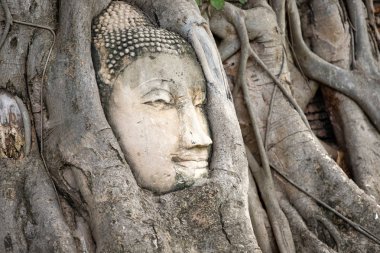 Ağaç Kökleri ayutthaya Buda Başkanı, Budist tapınağı Wat Mahatha