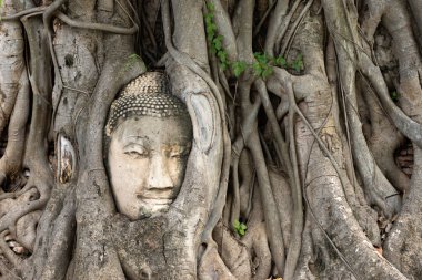 Ağaç Kökleri ayutthaya Buda Başkanı, Budist tapınağı Wat Mahatha