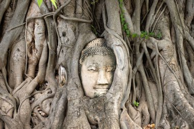 Ağaç Kökleri ayutthaya Buda Başkanı, Budist tapınağı Wat Mahatha
