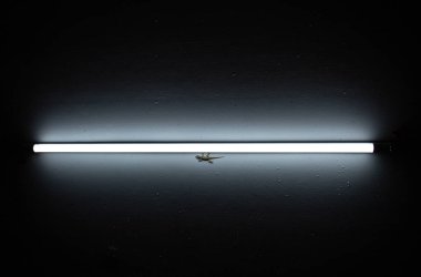 kertenkeleler duvardaki.