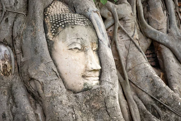 Ağaç Kökleri ayutthaya Buda Başkanı, Budist tapınağı Wat Mahatha