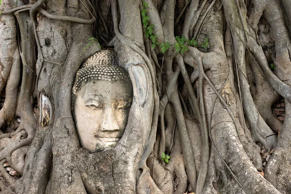 Ağaç Kökleri ayutthaya Buda Başkanı, Budist tapınağı Wat Mahatha