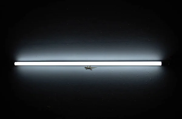 Geckos on the wall. Stock Photo