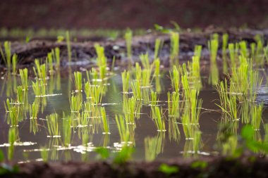 Tarlalarda pirinç fideleri.