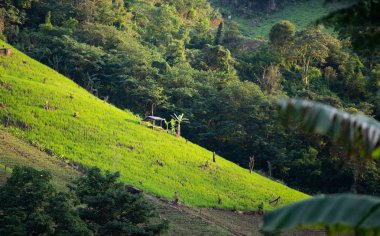Güzel pirinç tarlaları Tayland.